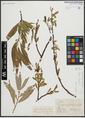 Foto von Salix alba L. x Salix fragilis L.